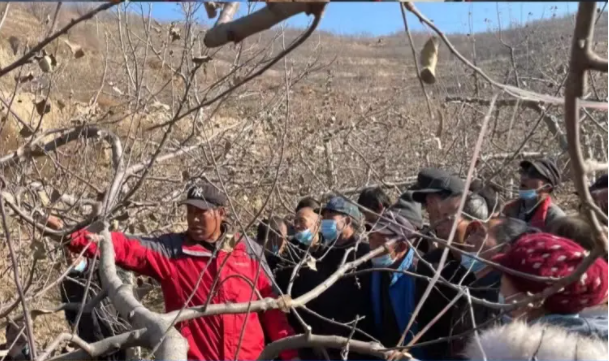 市產(chǎn)投集團(tuán)在靜寧幫扶村開展冬季果園管理培訓(xùn)(圖5) 市產(chǎn)投集團(tuán)在靜寧幫扶村開展冬季果園管理培訓(xùn)(圖5)